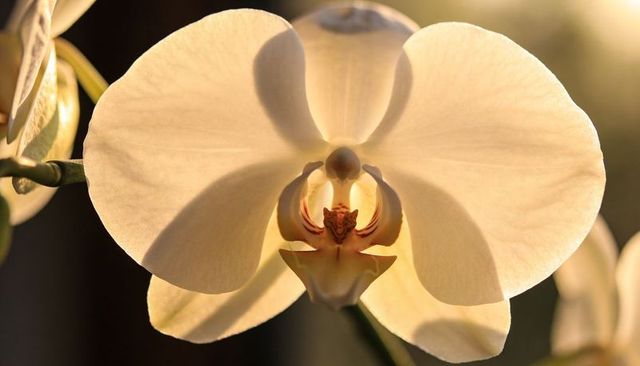 Glowing pale cream phalaenopsis orchid blossom backlit by warm golden sunlight