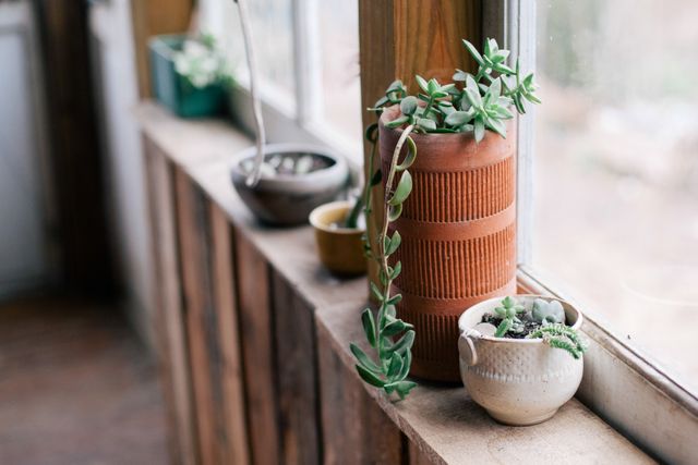 Potted succulent plants are displayed on a rustic wooden windowsill, enhancing the cozy atmosphere of the room. With abundant natural light, they create a welcoming and serene environment, perfect for home decor inspirations, gardening, and lifestyle blogs.