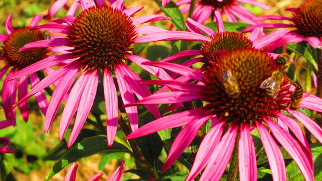 Vibrant pink coneflowers are seen blooming in a garden during summer with bees actively pollinating them. This can be used for illustrating concepts related to summer, gardening, nature, and pollination. Ideal for websites, magazines, and advertisements focused on gardening, environmental conservation, and natural beauty.