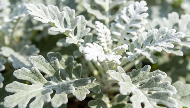 Silvery dusty miller close-up showing fuzzy lobed leaves and matte textured foliage