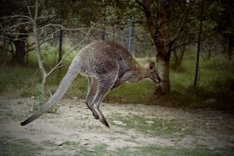 Kangaroo Leaping Through Dense Forest Habitat