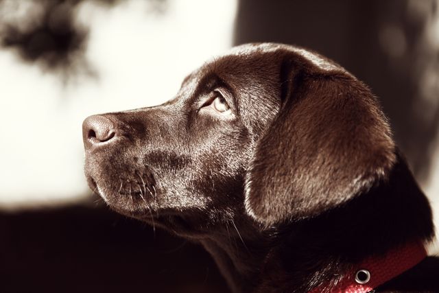 Brown Labrador Retriever puppy is looking up thoughtfully while bathed in warm sunlight. Perfect for themes of pets, companionship, animal care, hope, and serenity. Ideal for advertisements, pet care articles, posters, or website banners focusing on pets.