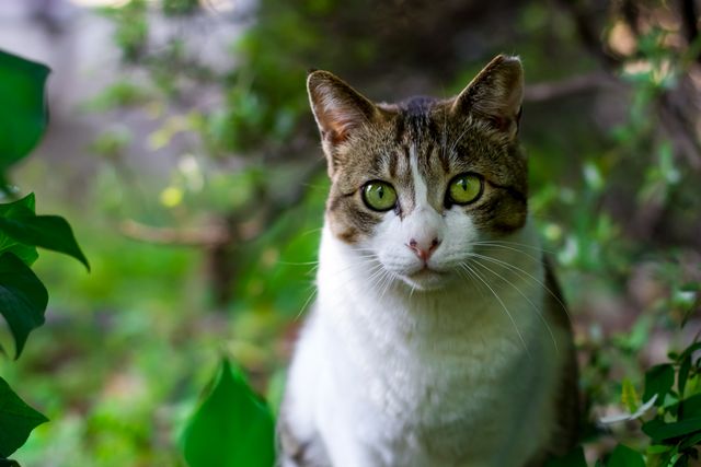 Cat with striking green eyes and white fur with brown stripes standing among green foliage in a garden setting. This can be used for pet care articles, animal behavior studies, environmental themes, or nature and wildlife blogs.