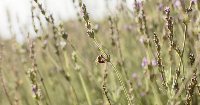 Bee on Lavender Flowers in Sunny Meadow - Download Free Stock Images Pikwizard.com