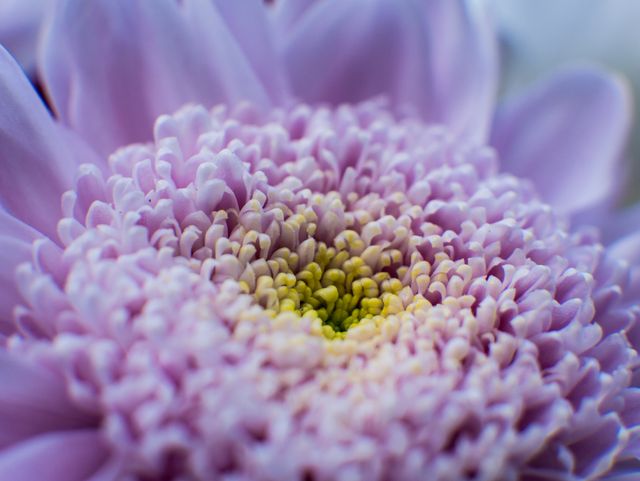 Close-up macro shot of a purple flower with intricate petals and yellow center. Ideal for use in floral designs, nature-themed projects, wallpaper, backgrounds, and botanical illustrations.