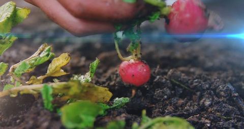 Hand harvesting red radish from soil closeup with blue lens flare, garden macro