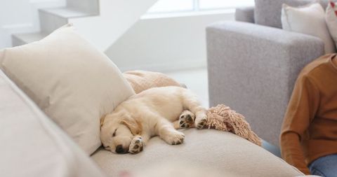 Cozy Living Room Scene with Woman Relaxing and Golden Retriever Puppy Sleeping on Sofa