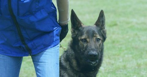 K9 handler wearing blue vest and single glove holding short leash with alert shepherd