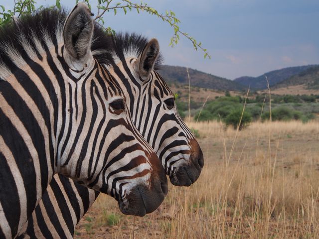 Two zebras standing in an open grassland area with distant hills and vegetation. Suitable for use in wildlife conservation campaigns, nature documentaries, educational materials, travel brochures showcasing African safaris, and articles on biodiversity.