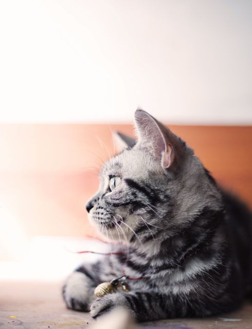 Photo depicts a cute tabby cat relaxing indoors and looking out the window, showcasing its profile and facial features. Suitable for use in articles and blogs about pet care, cat behavior, or marketing materials related to pet products.