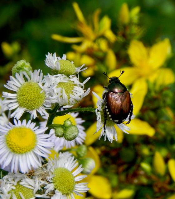 Beetle sitting on daisy-like flower blossom in vibrant garden. Ideal for articles on gardening, entomology, and nature photography. Useful for educational content, blogs about wildlife, and natural science references featuring insect behaviors in spring.