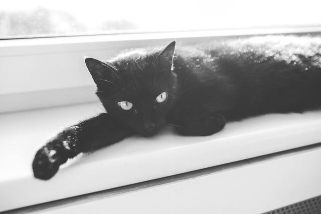 Black cat lying comfortably on a sunny windowsill in a black and white setting, radiating calm and relaxation. Ideal for home decor, pet care blogs, and articles about animal behavior. Can also be used for themes emphasizing minimalism and the simplicity of domestic life.