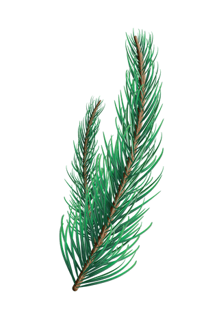 transparent fir tree branch with lush needles - Download Free Stock Videos Pikwizard.com