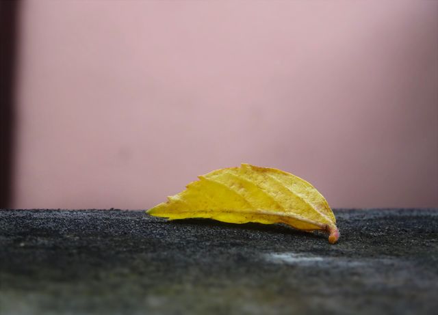 Yellow leaf lying on a dark concrete surface with a soft pink background offering a sense of calm and simplicity. Perfect for use in autumn-themed projects, nature and environmental awareness campaigns, minimalist design contexts, or as a philosophical metaphor in presentations.