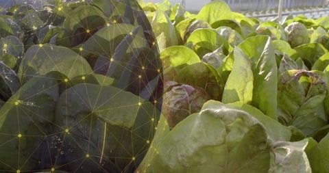 Lettuce growing with digital network integration in greenhouse