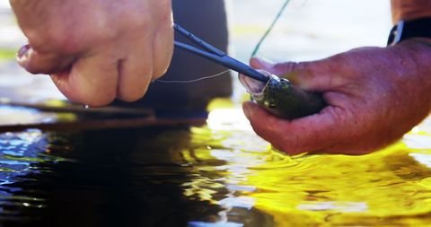 Fisherman removing hook from freshly caught trout