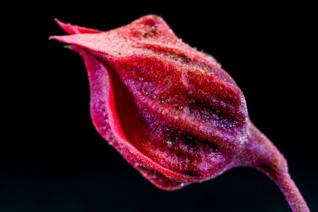 Detailed close-up of a vibrant red flower bud covered with glistening dewdrops, shot against a black background. Perfect for use in botanical presentations, nature-themed designs, floral wall art, and educational materials.