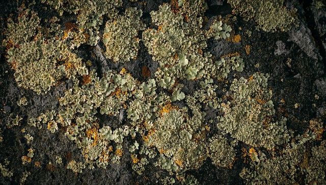 Lichen-covered dark rock with pale green foliose patches and yellow crustose apothecia
