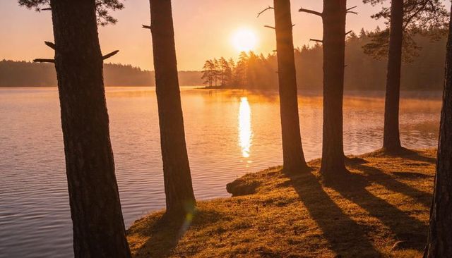 Golden sunrise over misty lake framed by pine trunks casting long mossy shoreline shadows