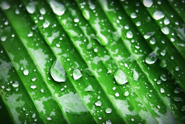 This close-up of rainwater droplets on a fresh green leaf surface captures the essence of natural beauty and freshness. Perfect for use in environmental and nature projects, botanical studies, or wellness and eco-friendly advertisements. The vibrant green and detailed water droplets can highlight concepts of hydration, purity, and the natural world.