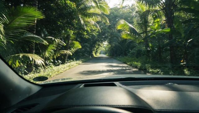 Driving through tropical palm canopy on secluded paved road from car dashboard view
