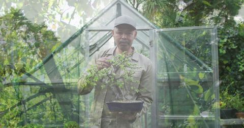 Senior man caring for bonsai in verdant garden