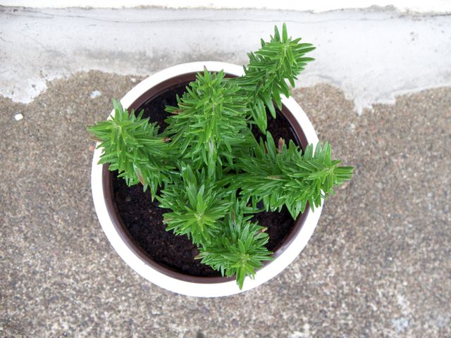 Pot Parsley Container - Download Free Stock Photos Pikwizard.com