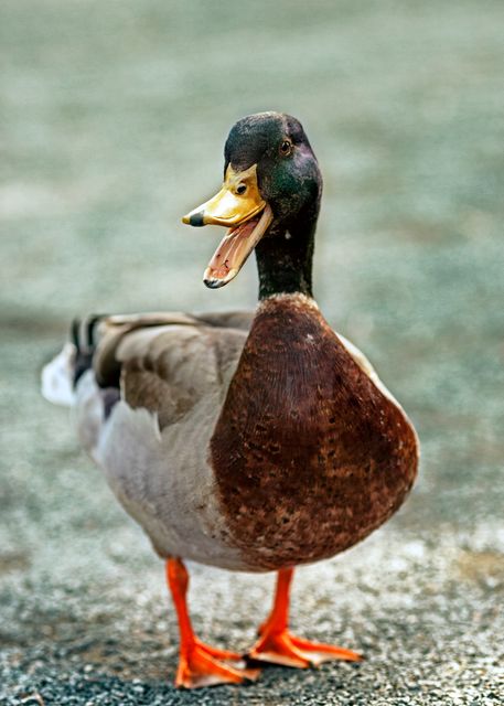 Mallard duck standing on pavement smiling, suitable for wildlife and nature themes. Useful for educational materials, nature documentaries, environment-focused articles, and outdoor adventure ads.