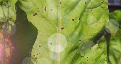Sunlight Streaming Through Green Leaf with Light Flare - Download Free Stock Images Pikwizard.com