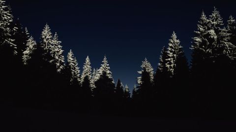 Tranquil Night Forest with Snow-Capped Trees