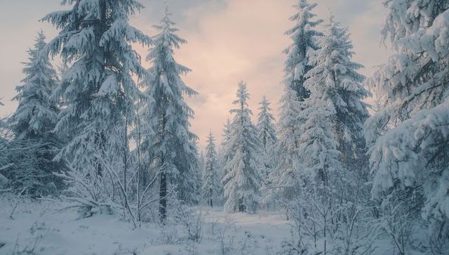 Snow-Draped Forest with Frost-Touched Wilderness at Sunset