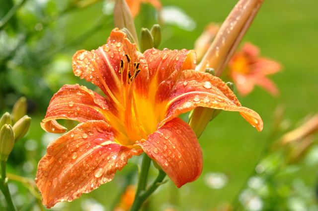 Close-up of Orange Daylily with Water Droplets in Sunny Garden - Download Free Stock Photos Pikwizard.com