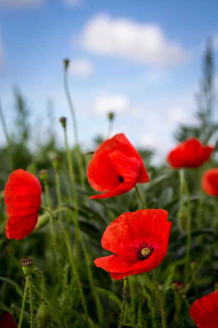 Vivid Red Poppies Blooming in Summer Field Against Blue Sky - Download Free Stock Photos Pikwizard.com