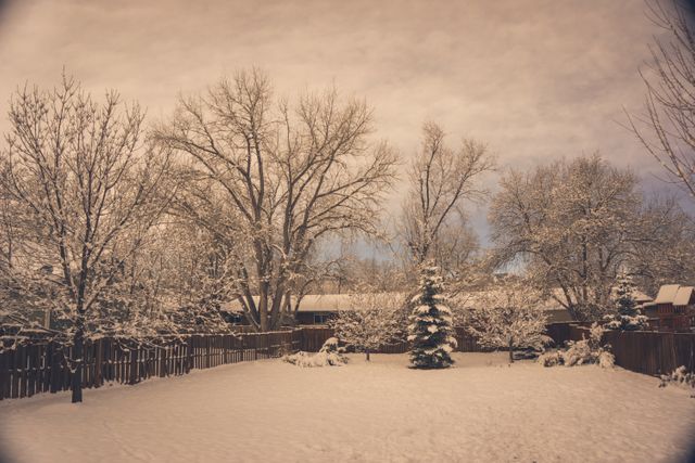 This snowy backyard scene captures the calm and peaceful beauty of a winter morning. Bare trees covered in a layer of snow surround the area, with pine trees adding an evergreen touch. Ideal for use in winter-themed promotional materials, greeting cards, nature blogs, and environmental campaigns promoting the beauty of the winter season.