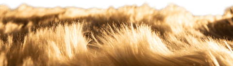 Smooth Fur Texture on Vibrant Transparent Background - Download Free Stock Videos Pikwizard.com