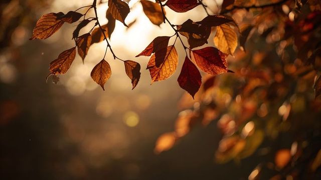 Backlit autumn leaves hanging from branch with warm bokeh sunlight and amber sunset glow