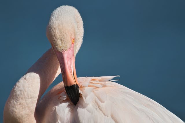 Close Up of A Pink Flamingo Preening Feathers in Natural Habitat - Download Free Stock Photos Pikwizard.com