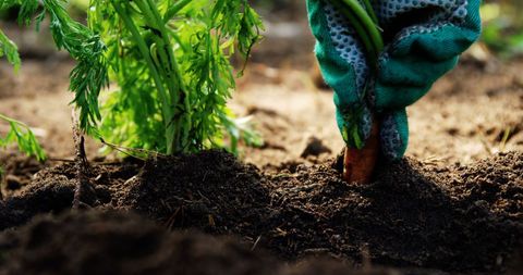 Close-up of person harvesting fresh carrot from garden soil