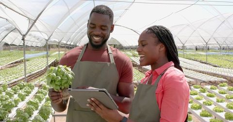 African american farmers inspecting hydroponic basil and using tablet in bright greenhouse