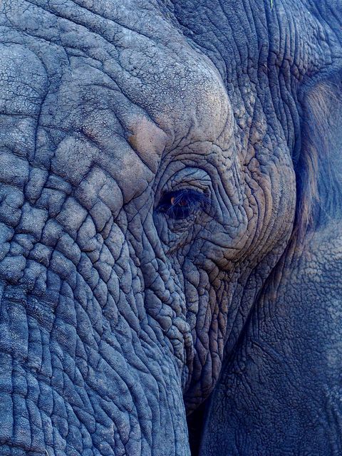 Close-up view of an elephant's face focusing on the wrinkles and texture of its skin. Ideal for use in wildlife conservation materials, educational content about elephants, or nature photography collections emphasizing detail and texture.