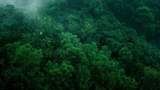 Dense tropical rainforest with misty canopy