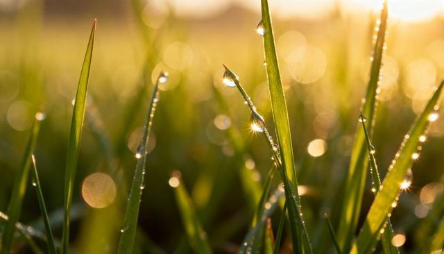 Morning dew on grass blades with golden bokeh and sparkling water droplets