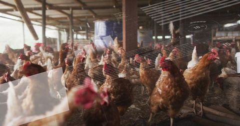 Hens in Rural Coop Pecking Straw Illustrate Eco-Friendly Farming