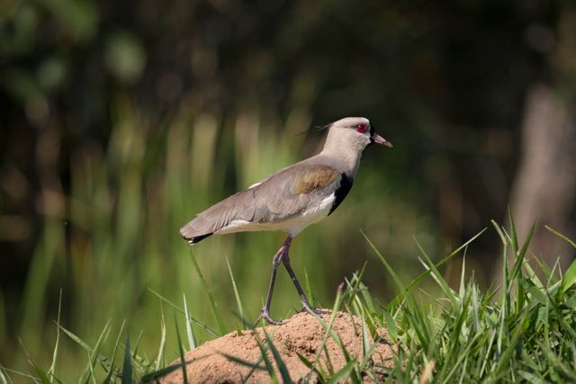 Lapwing standing on an earthen mound in natural habitat surrounded by green grass and blurred background. Useful for nature documentaries, educational materials about birds, and wildlife conservation campaigns.