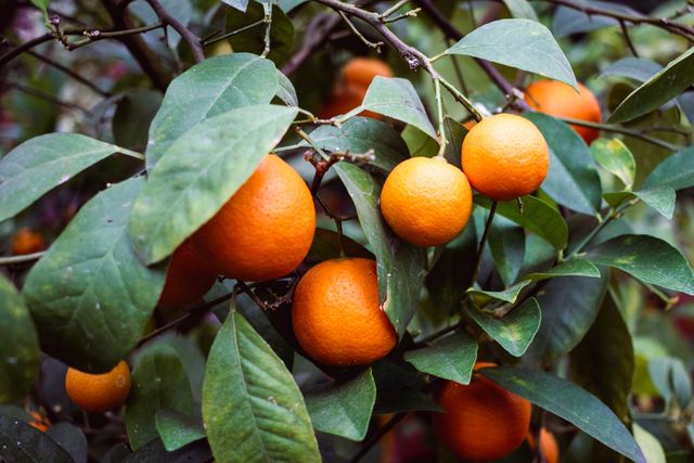 Ripe Oranges Hanging on Tree Branches with Green Leaves - Download Free Stock Photos Pikwizard.com
