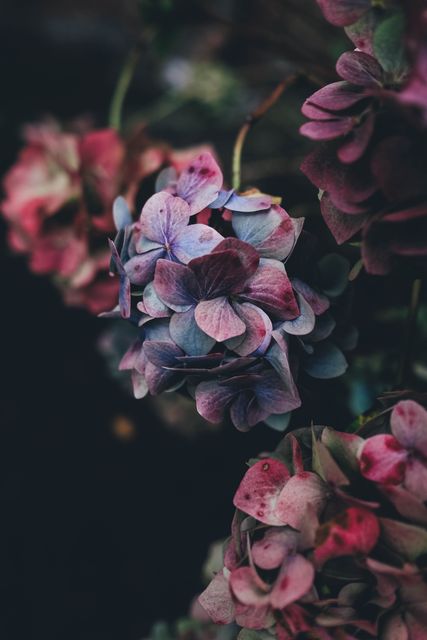 Close-up view of hydrangea flowers with a mix of purple and pink hues. The petals exhibit a fading and wilted appearance, giving the scene a nostalgic and aged feel. This image can be used in gardening blogs, floral arrangements, or as artistic decor in nature-themed publications.