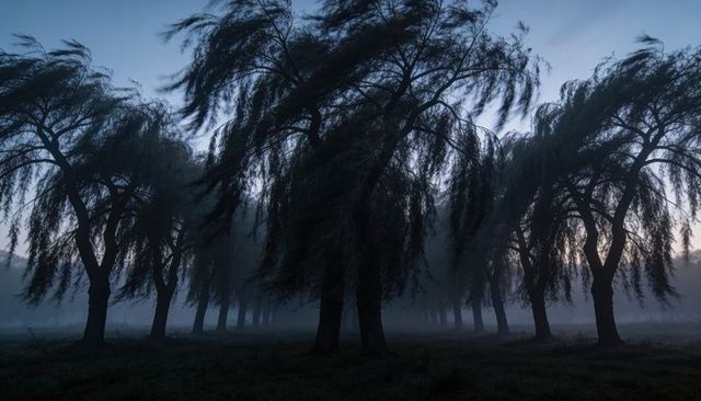 Moonlit willow grove swaying in misty twilight with foggy horizon and silhouetted rows