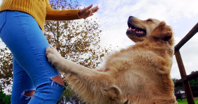 Golden Retriever is playfully interacting with its owner outdoors on a bright, autumn day. The dog stands on its hind legs, looking joyful. The setting features a tree with autumn foliage, suggesting a comfortable and friendly outdoor environment. The owner wears a yellow sweater and blue jeans. Ideal for use in articles or advertisements about pet wellness, dog training, outdoor activities, or human-animal bonding.
