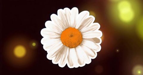 White Daisy with Orange-Yellow Center Glowing on Dark Bokeh Background