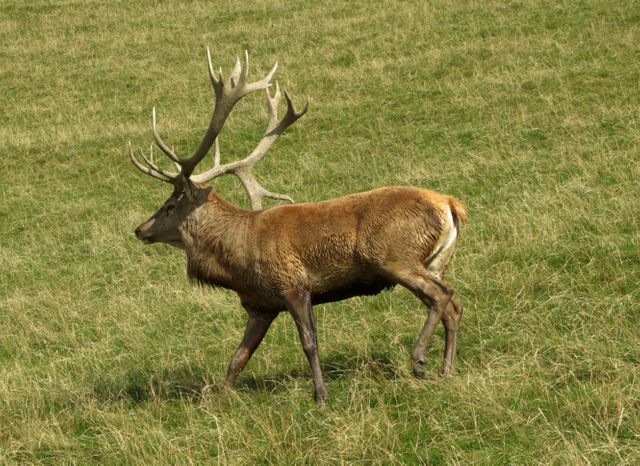 Stag with impressive antlers walking through a green field. Useful for nature and wildlife publications, outdoor adventure promotions, and educational materials on animals. Represents wild beauty and natural landscapes.